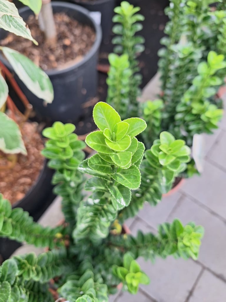 an Engish Boxwood with green leaves