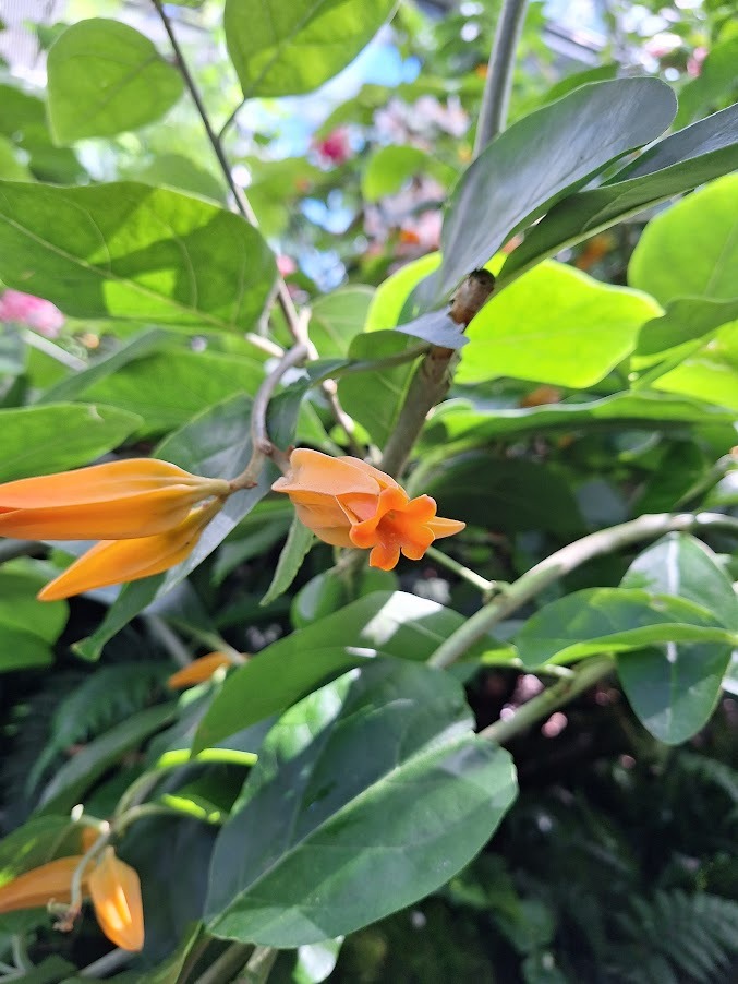 a leafy Cigar Flower Bush with orange flowers
