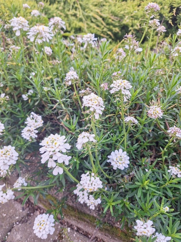 Sweet Alyssum