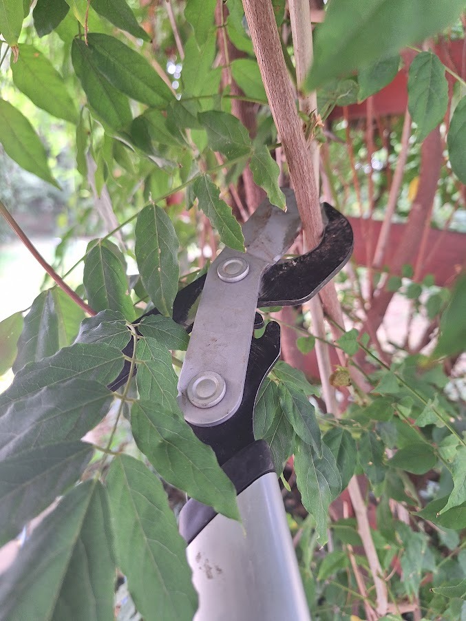 a hanging plant being trimmed