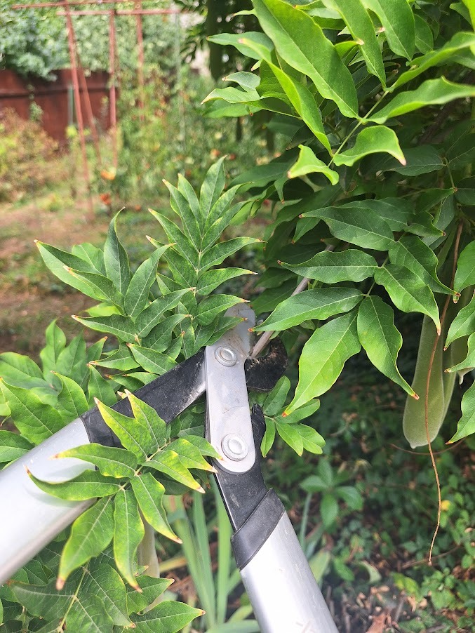 a person that is cutting back and trimming a long hanging plant