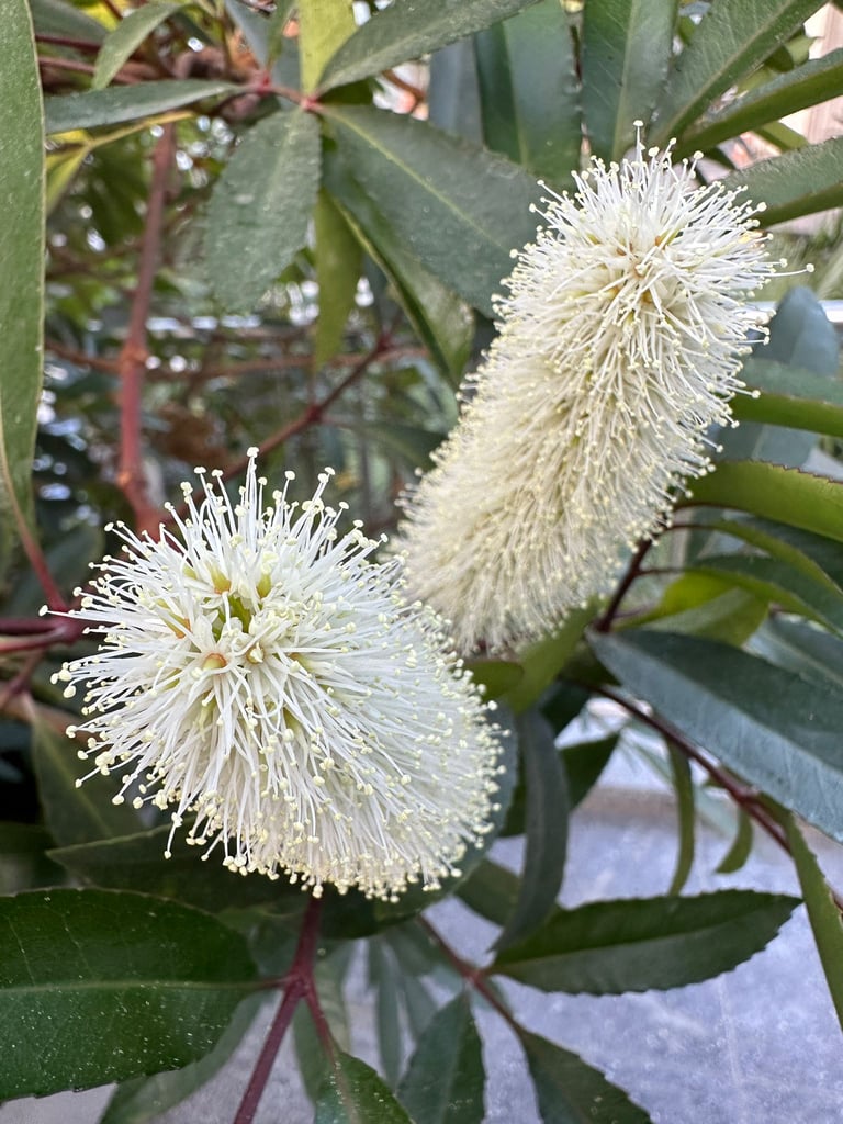 a shade bush rapidly growing called Dwarf Fothergilla
