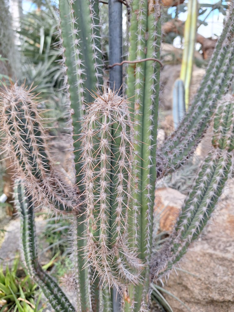 a few Xiquexique Gounellei tall cactus stems growing together