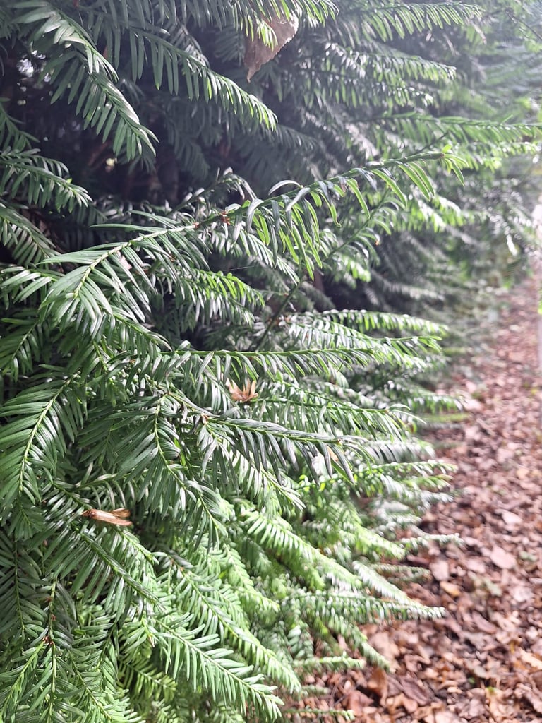 many green pine needles of the English Yew