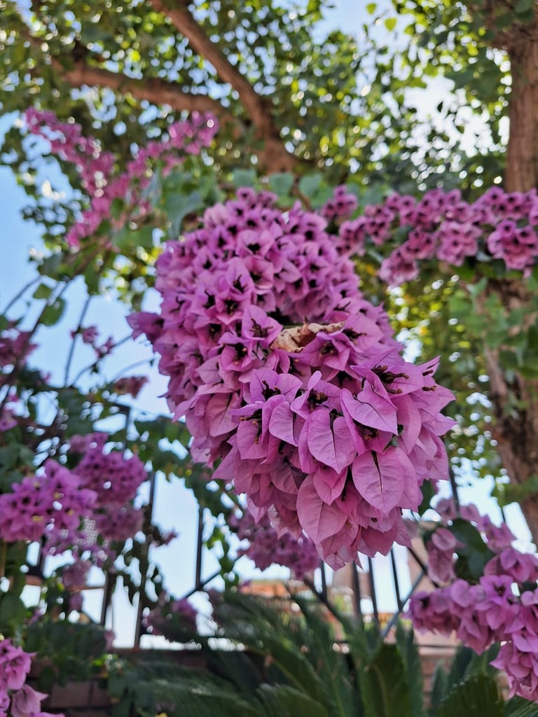 multiple pink Lilac flowers in a stem