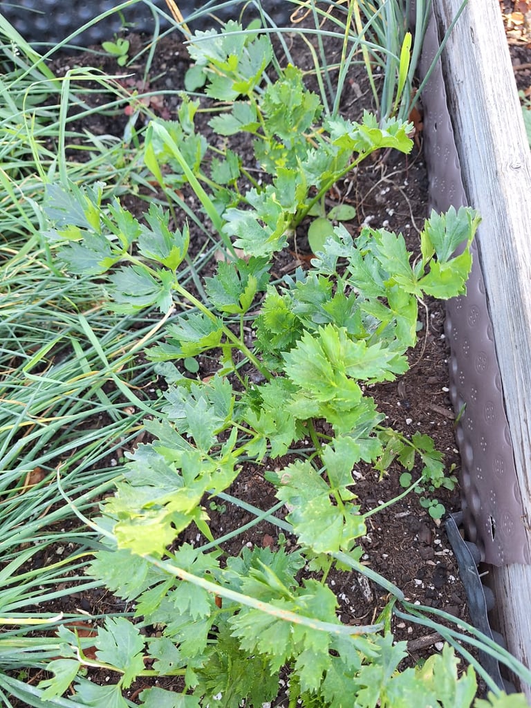 green Parsley and Chives grownig in a garden bed