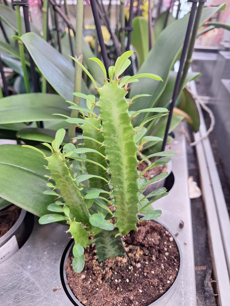 three bright green indoor African Milk Tree cacti