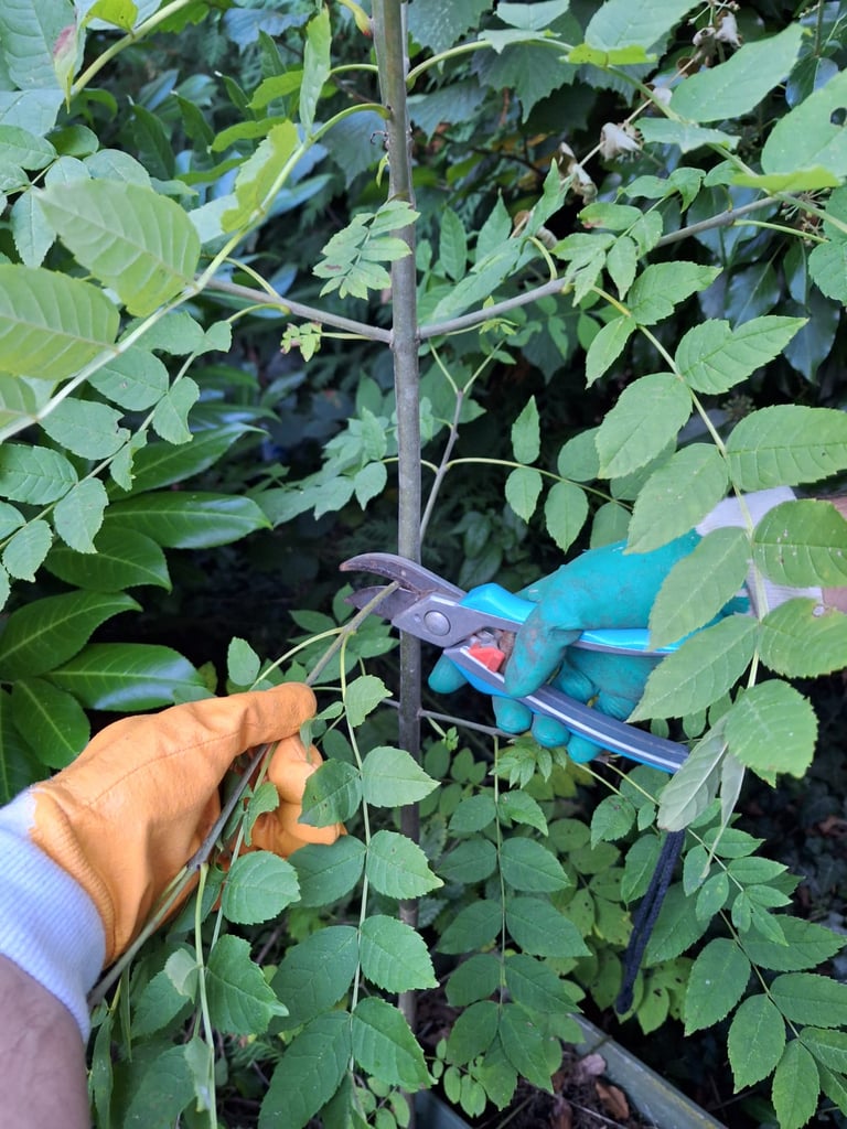 a person prunning a smal tree