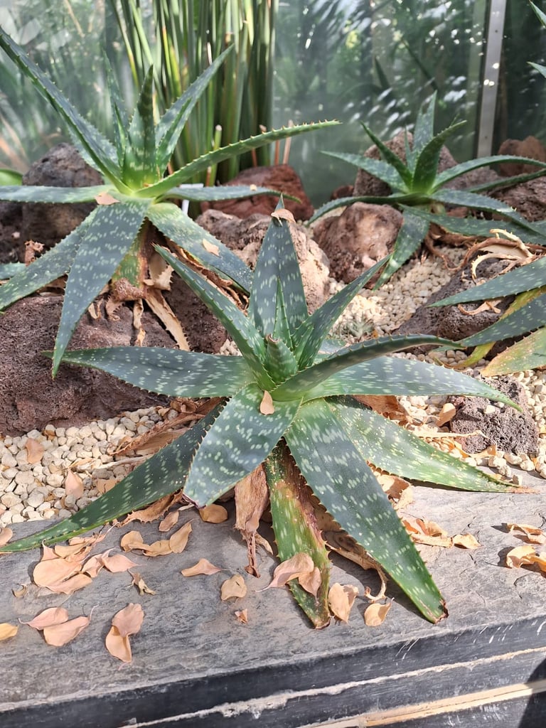 two green succulent cacti growing in a dry environment