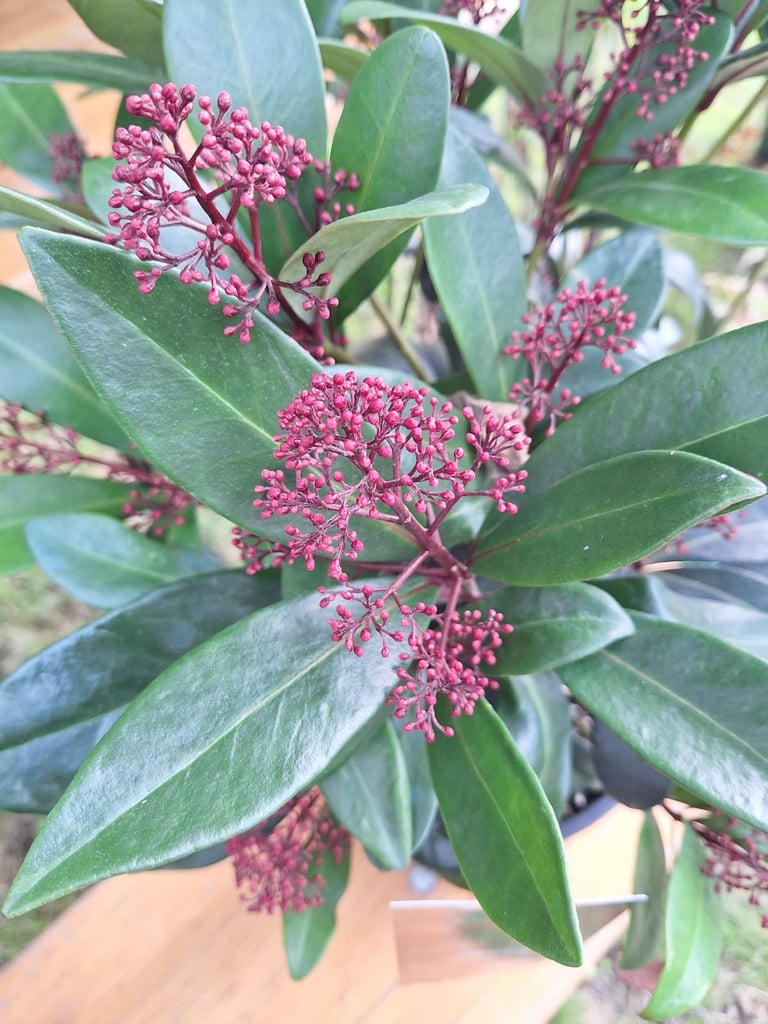 a Skimmia bush with red flowers and evergreen leaves