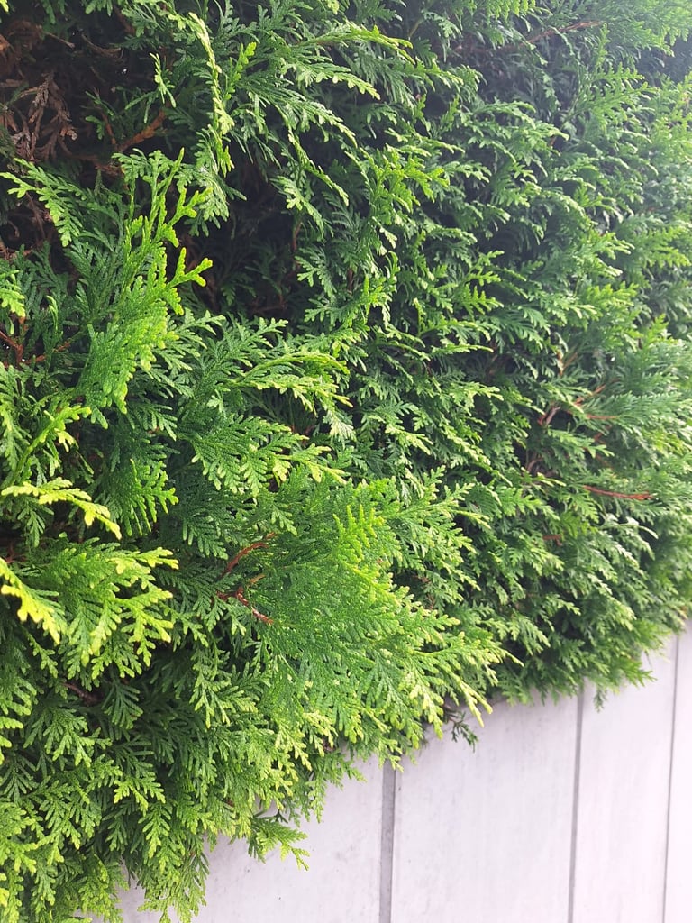 a evergreen Thuja Occidentalis high shrub for privacy