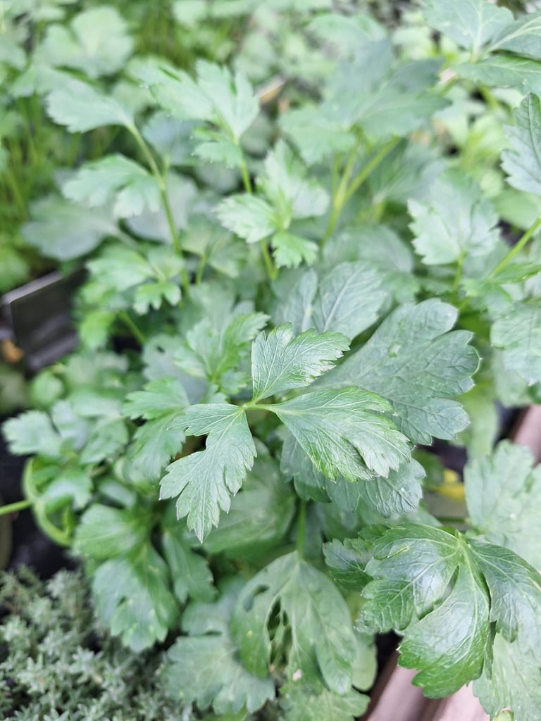 multiple bright green Cliantro herb leaves