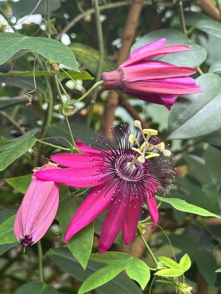 a pink flower blooming on a green bush