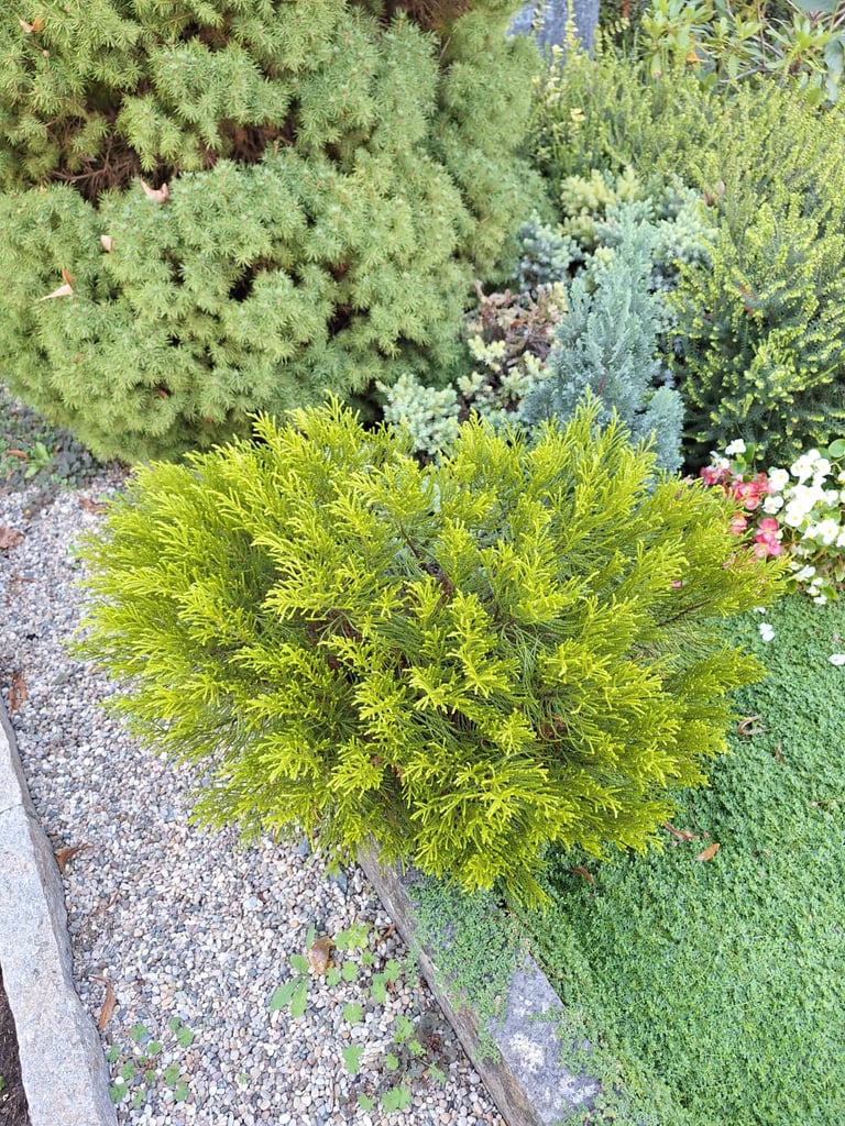 a tiny evergreen Cypress shrub around other plants