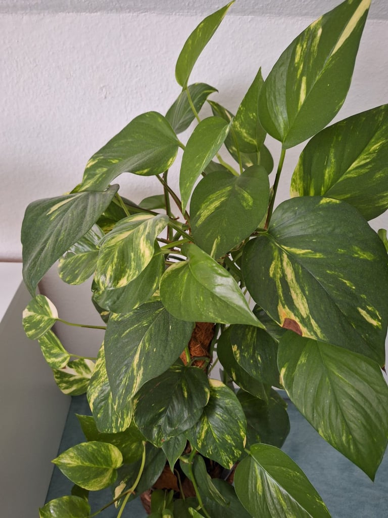 one leafy Pothos plant growing vertically