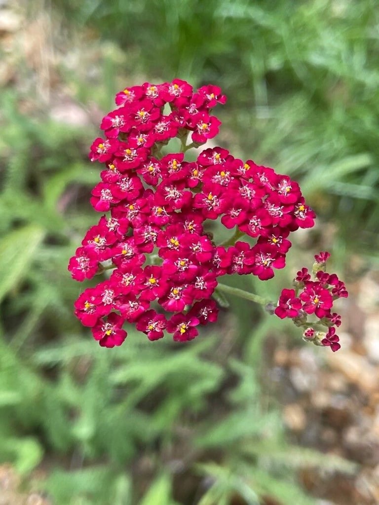 clusters of red Common Yarrow flowers