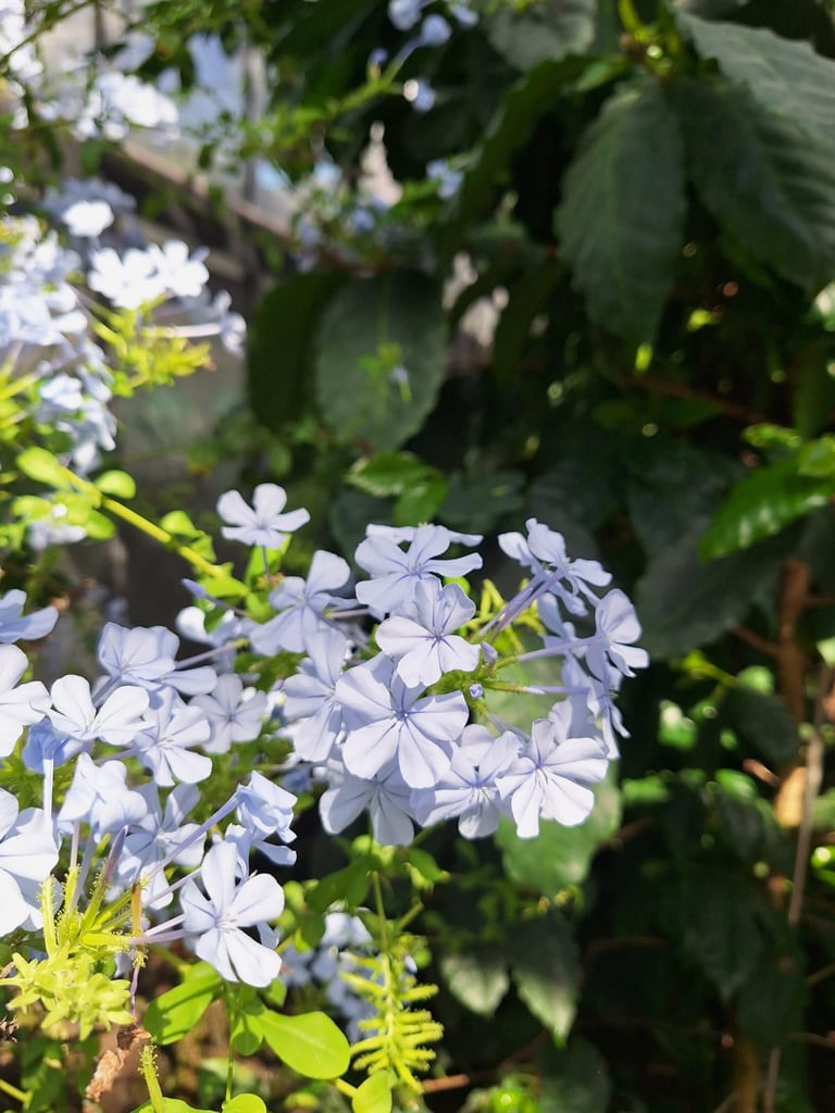 multiple light blue Japanese Plumbago flowers 