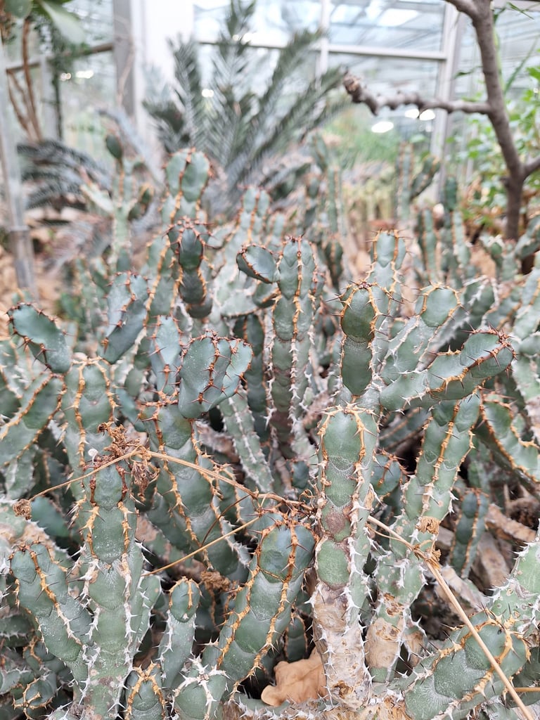 a lot of cactus plants growing together