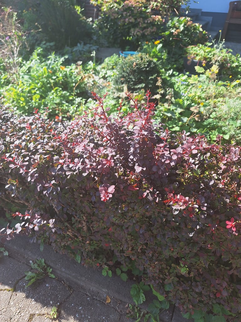 a red Barberry hedge with small thorns