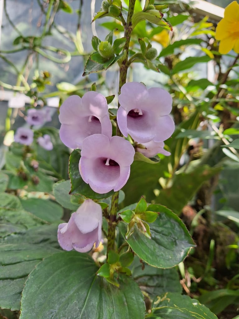 durabe flowers with purple flowers in a greenhouse