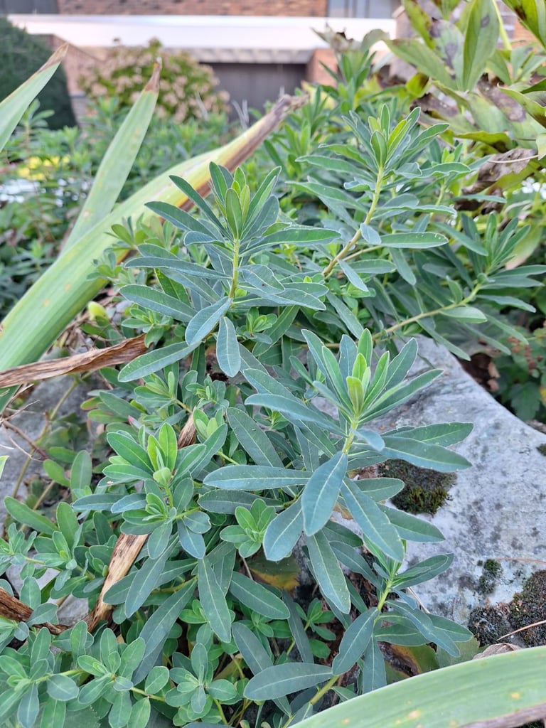 multiplle herbal plants growing nicely together