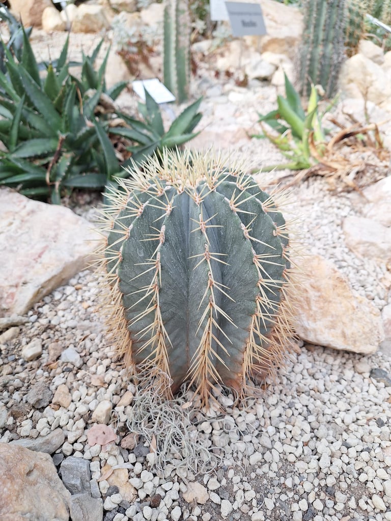 a Ball Catus growing in a stony lanscape