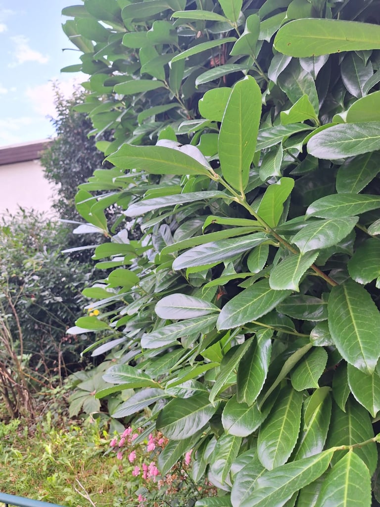 a tall Prunus Laurocerasus with green leaves in a grden