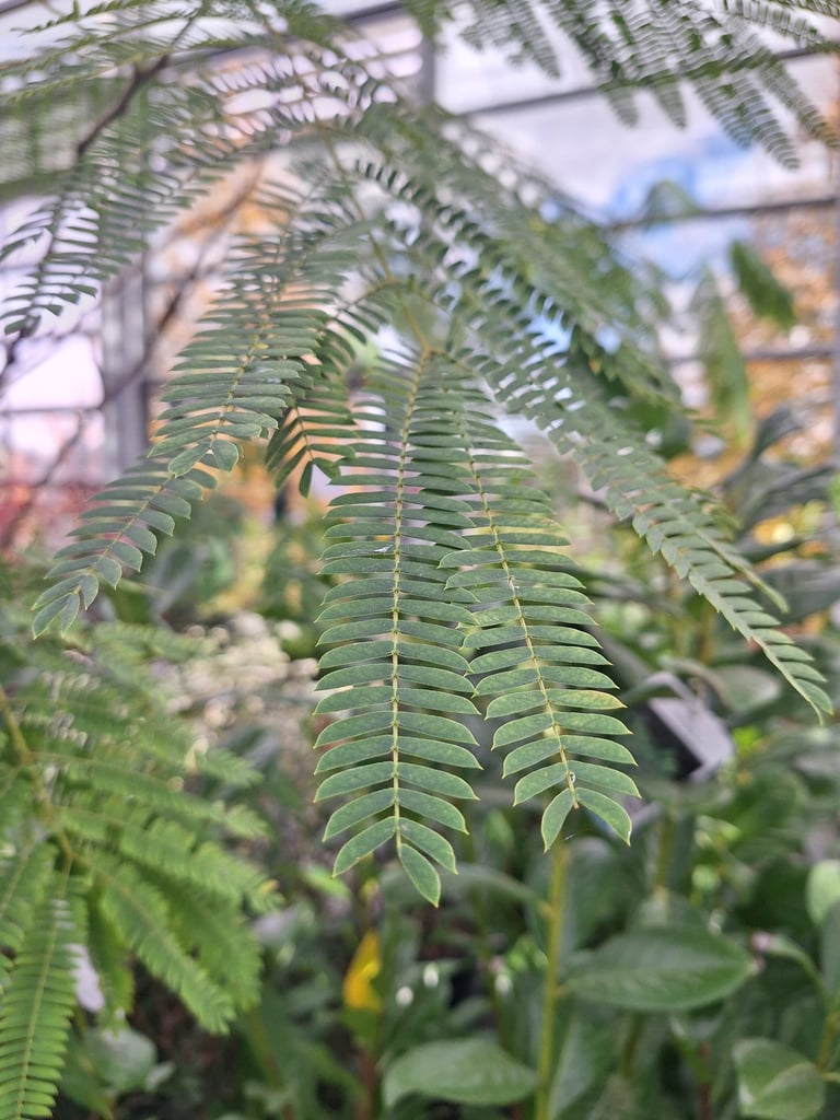 feathery light green leaves of the Balm Cypress