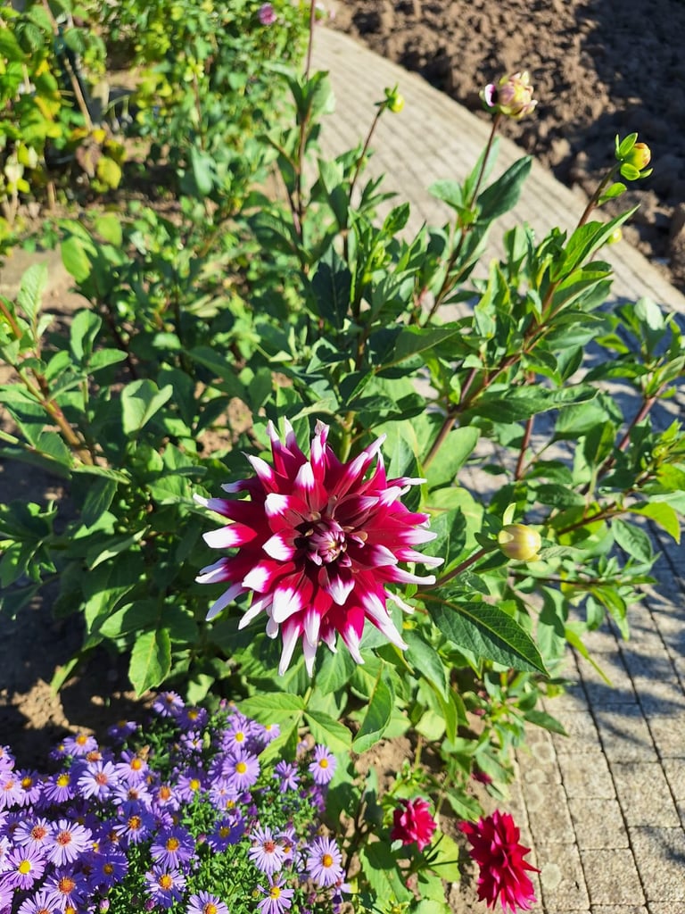 a Linnaea × Grandiflora shrub with a big red-white flower