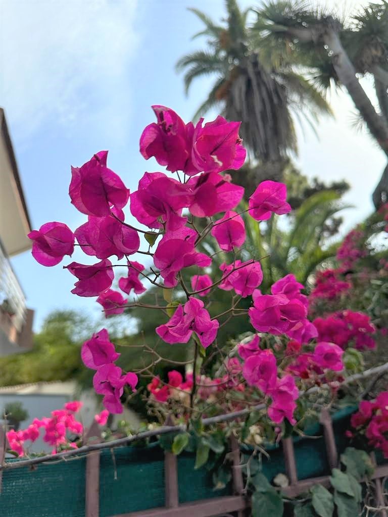 a lot of bright pink flowers on a stem