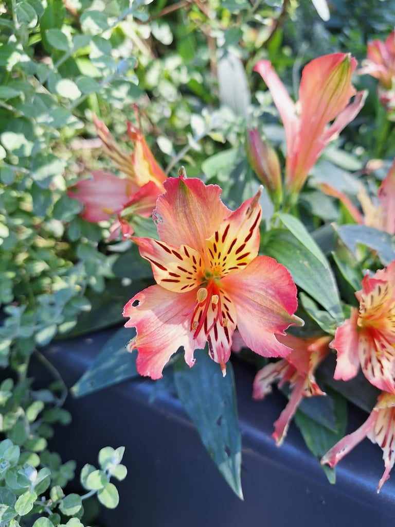 a colorful Japanese flower named Peruvian Lily