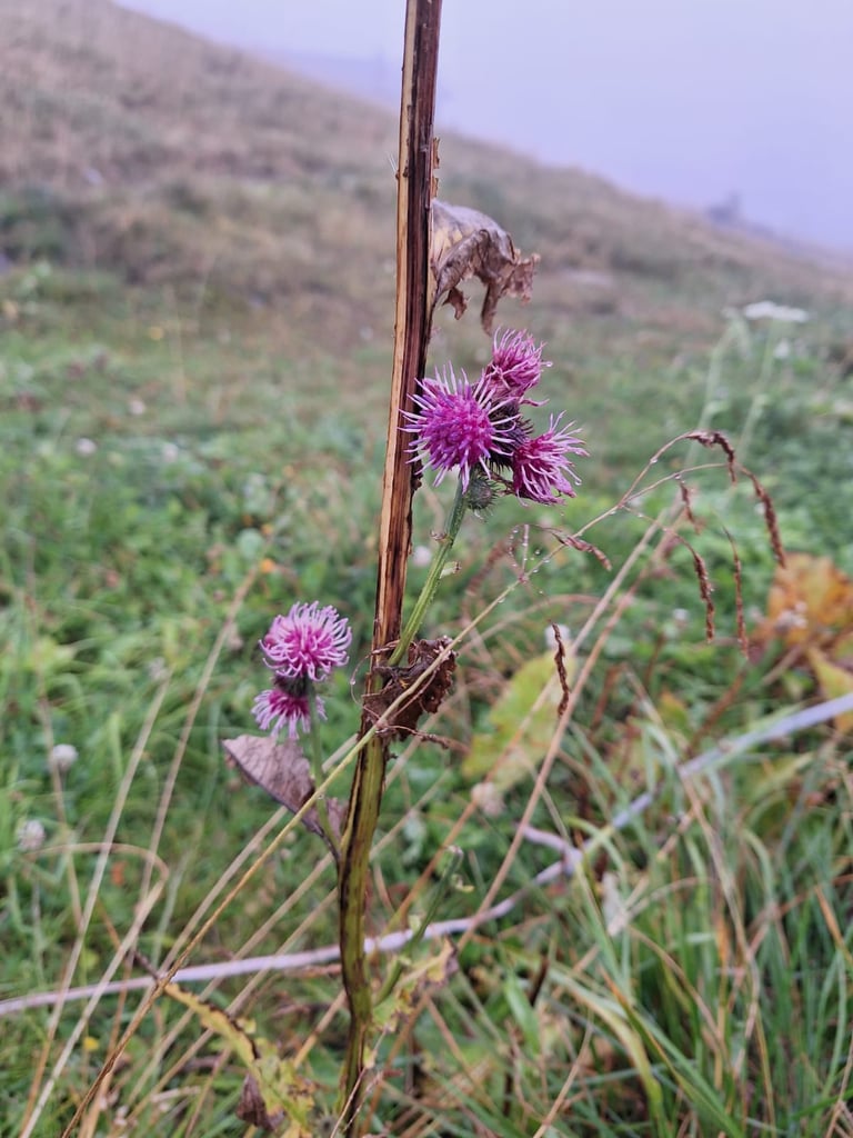 four Alpine Tistles growing in a grass landscape