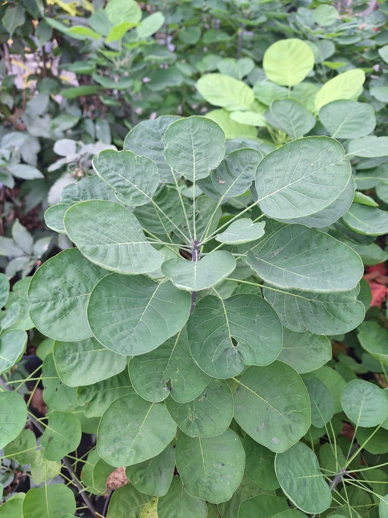 a Smoke Bush plant with a leafy green leaves