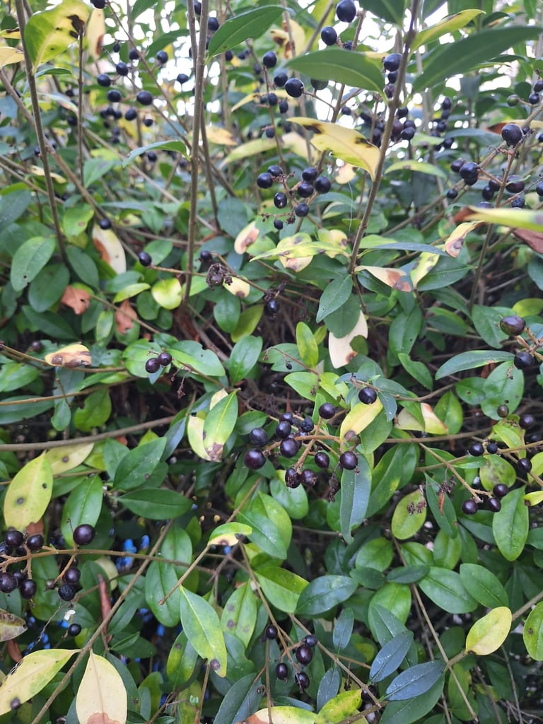 fast growing Cerry Laurel bushes