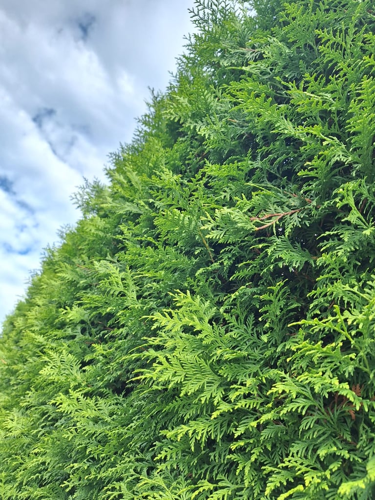 a tall shrub called Arborvitae