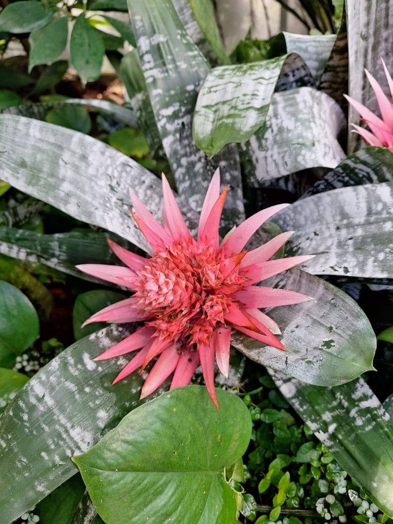 one red Indonesian flower between leaves