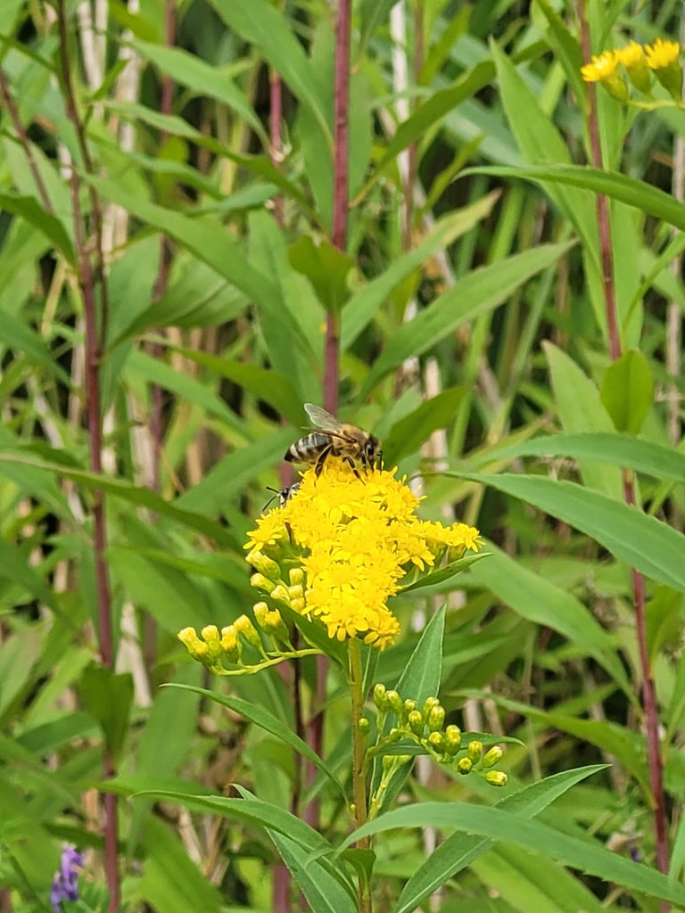 a bee on a yellow non-toxic flower in a field