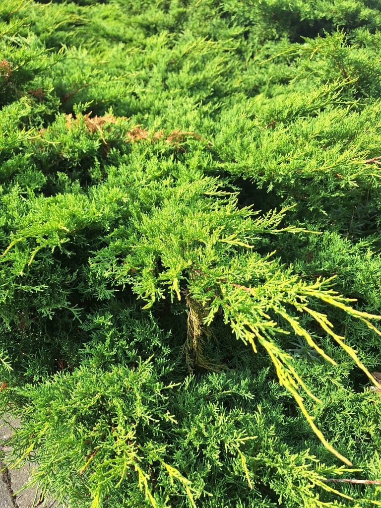 a green low maintenance shrub called Juniper