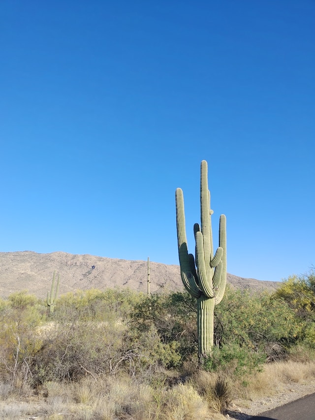 a tall Saguaro Cactus growing alone in the desert