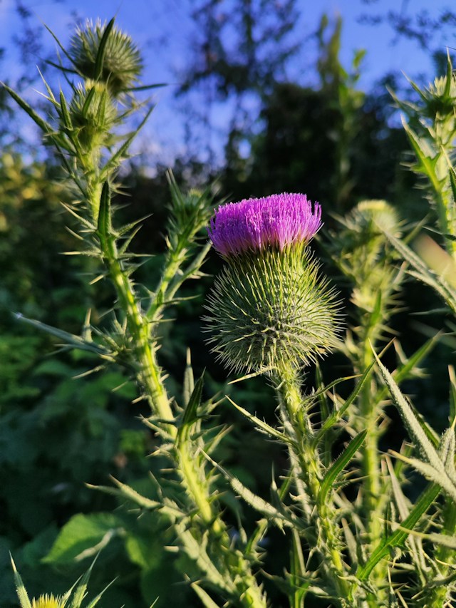 multiple Thistle weeds growing together