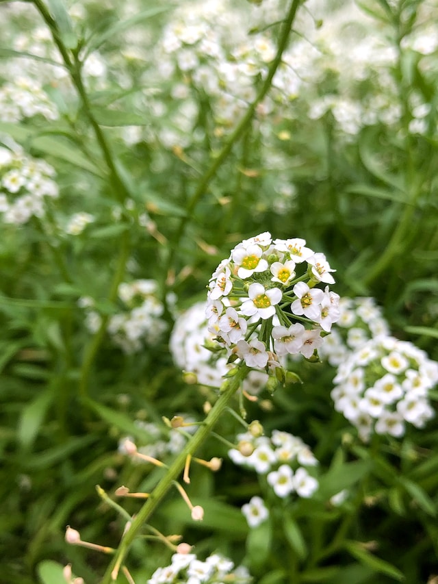 a Sweet Alyssum annual plant that thrives in shade