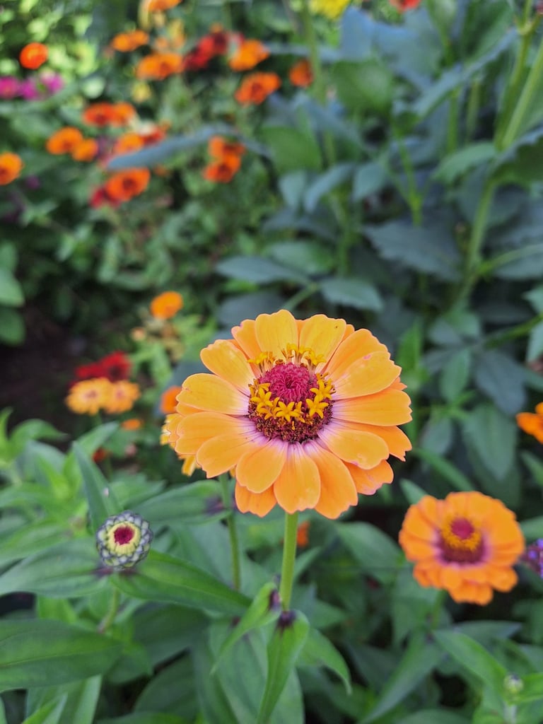 Zinnias