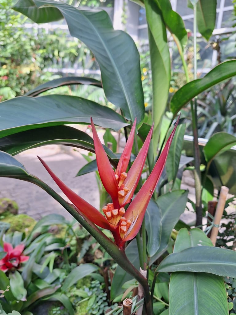 a Indian Parekeet flower with long red petals
