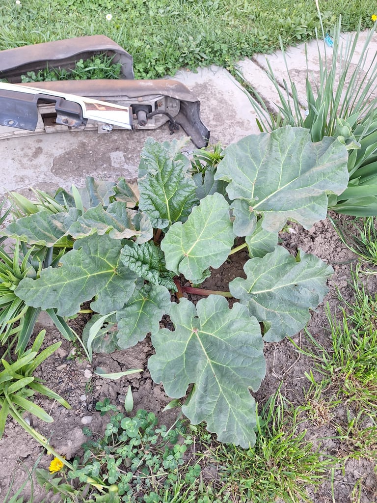 Swiss Chard