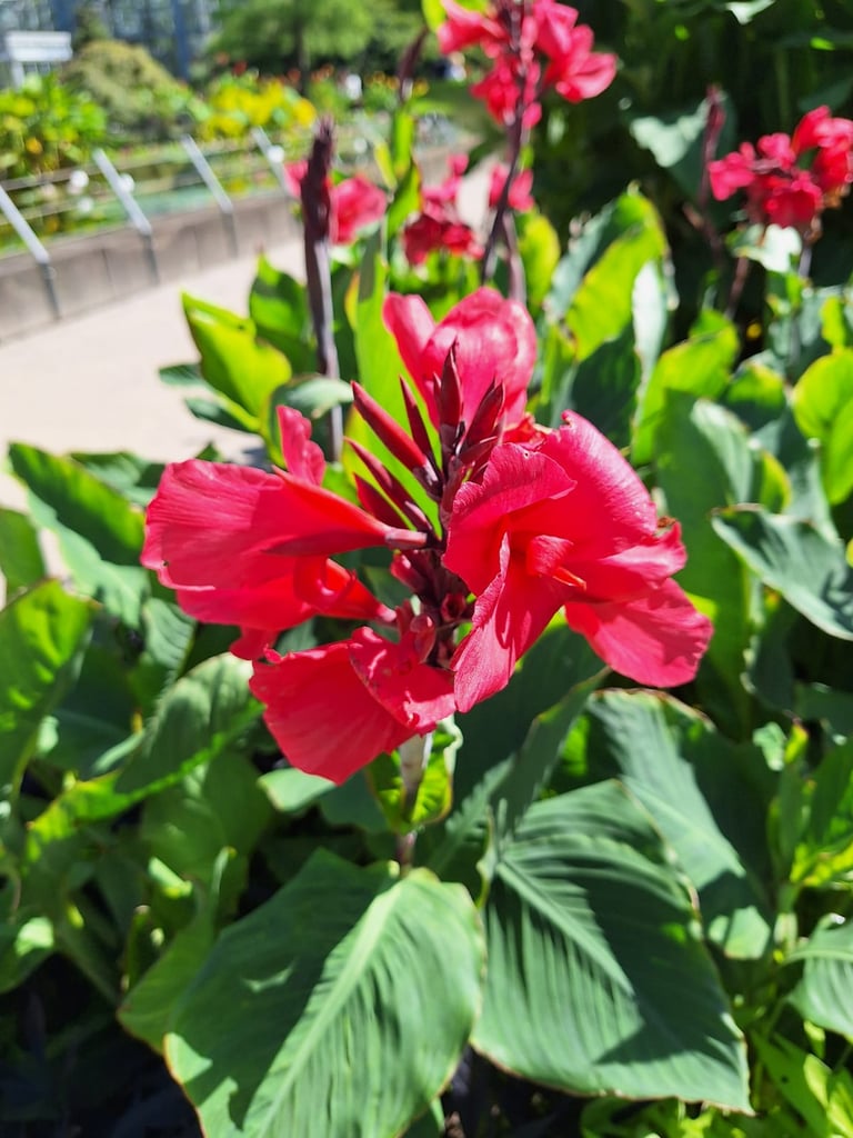 one Red Canna flower blooming on a green space