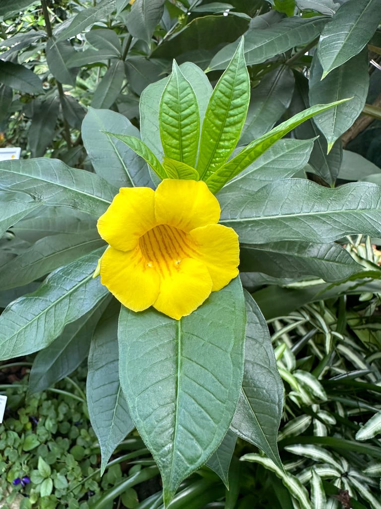 a Indonesian Bush Allamanda flower on a bush