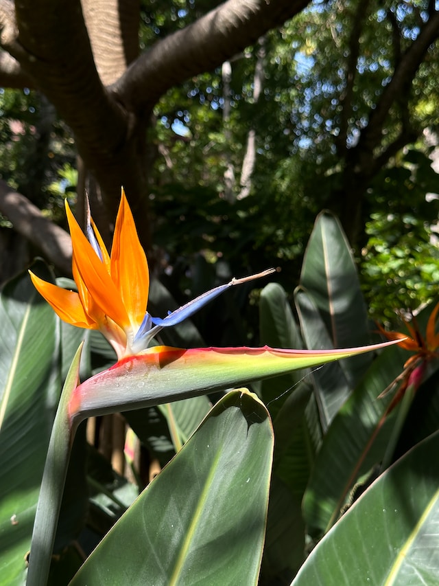 an exotic orange Bird of Paradise plant