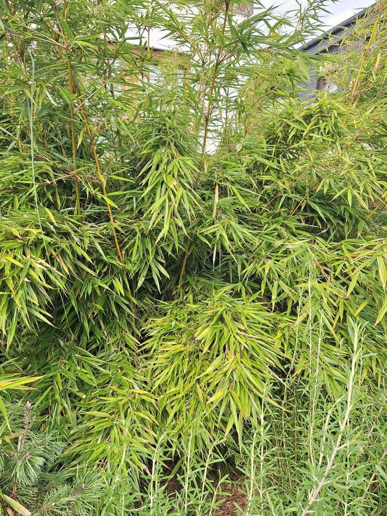 Phyllostachys Aurea green bambus plant