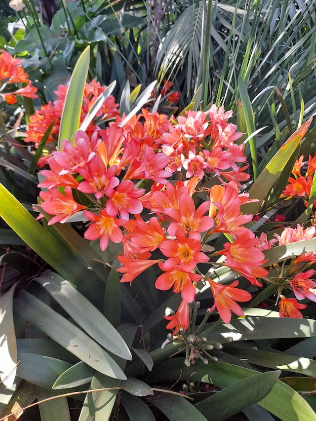 a very drought tlorant shade plant with orange flowers