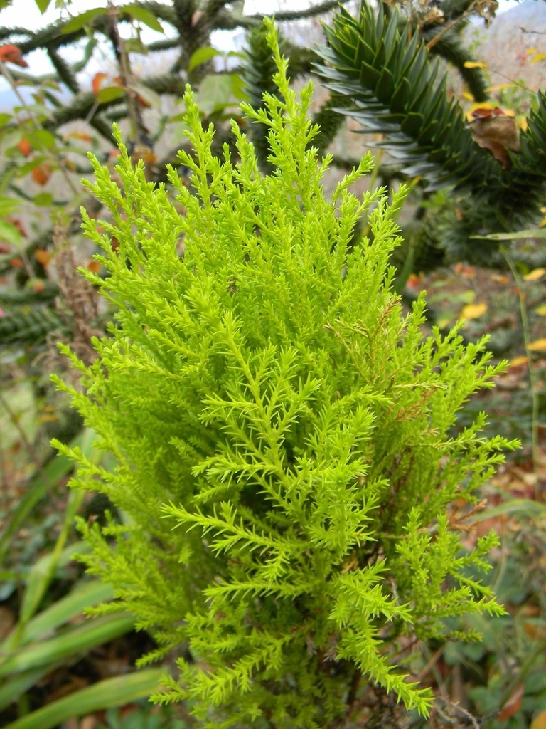 a yellow green bush with evergreen apperance